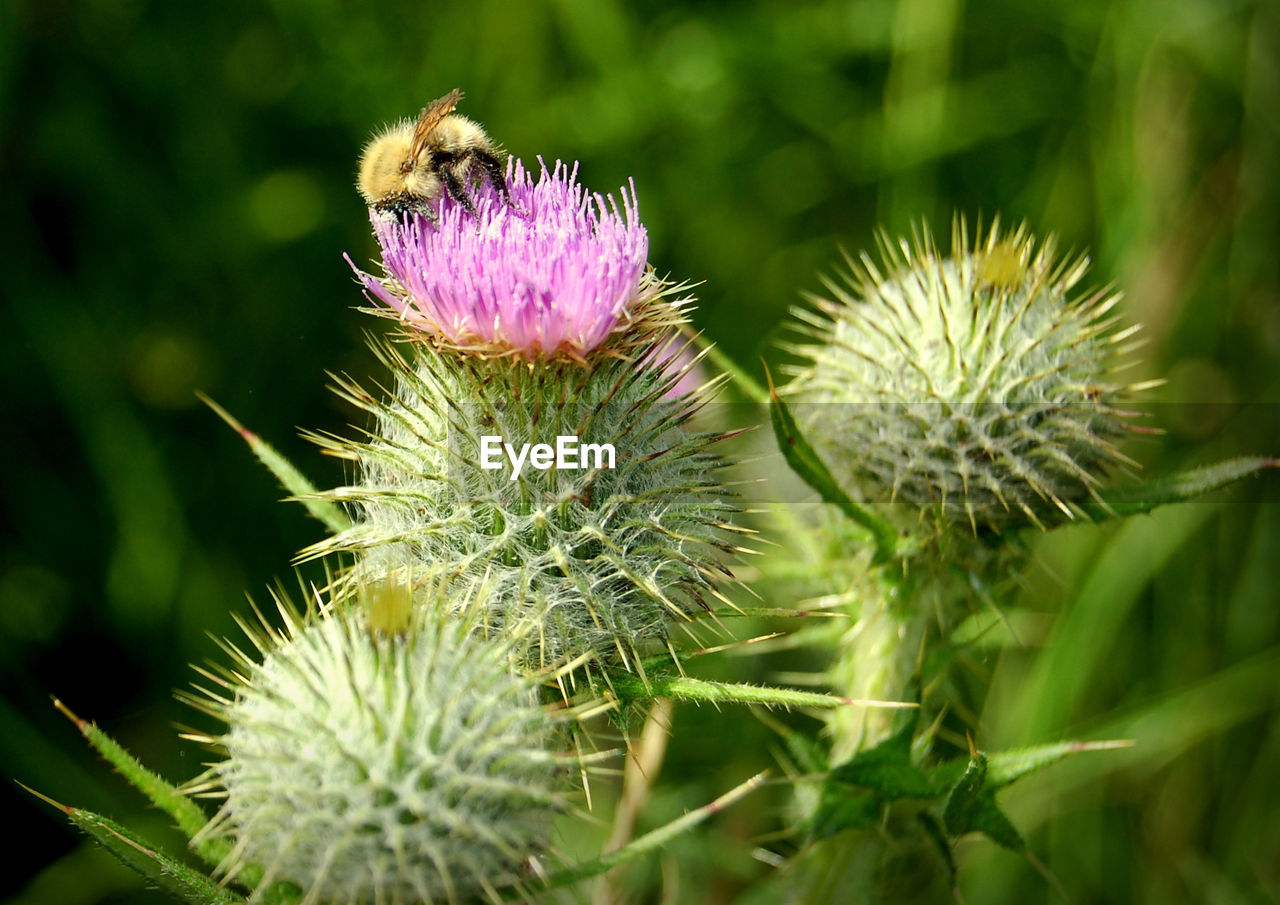 CLOSE-UP OF THISTLE GROWING OUTDOORS