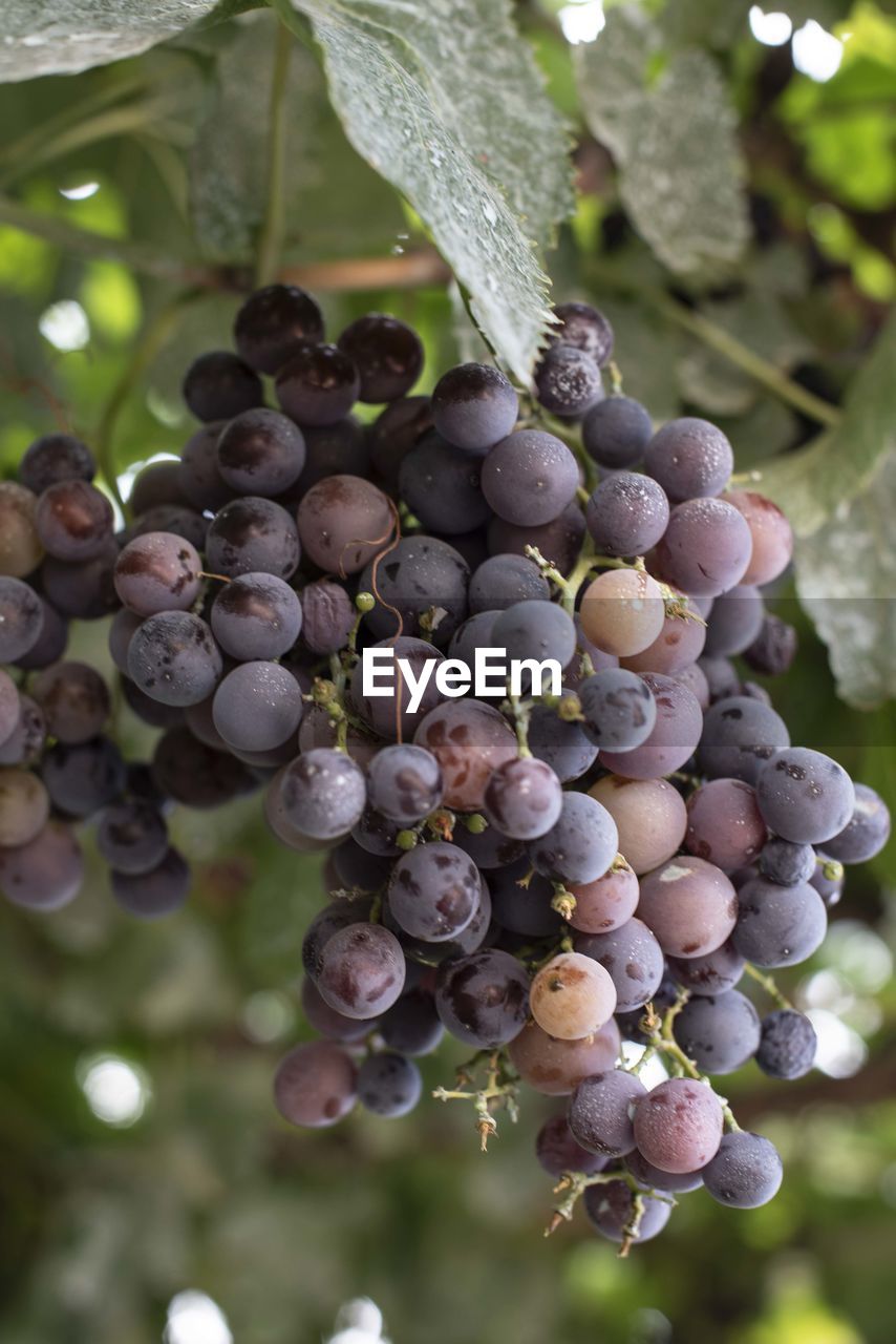 Close-up of grapes growing in vineyard