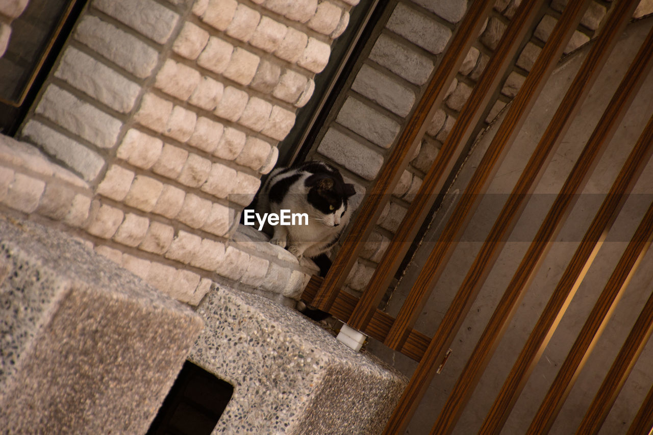 HIGH ANGLE VIEW OF A CAT WITH DOG