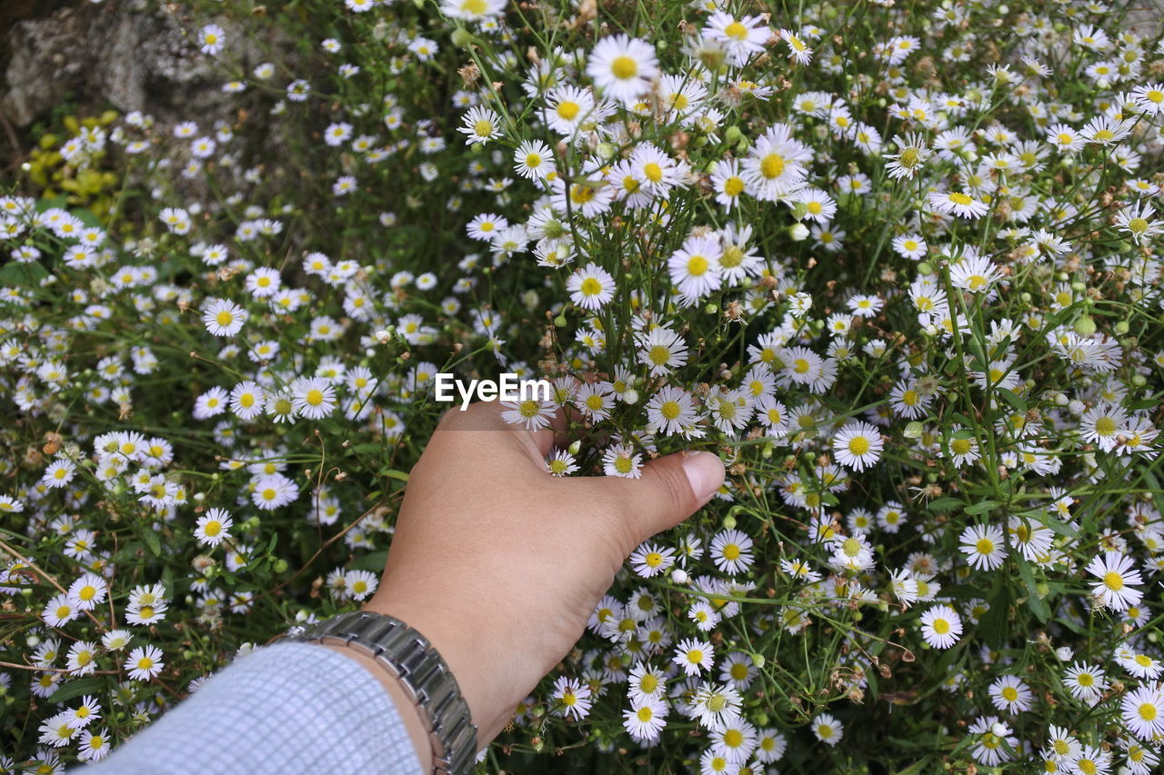 Cropped hand holding daisies blooming on land