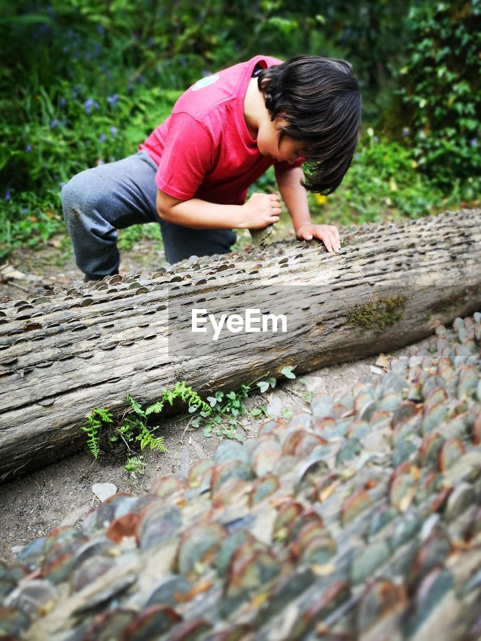 Boy removing coins stuck in fallen tree trunk in forest