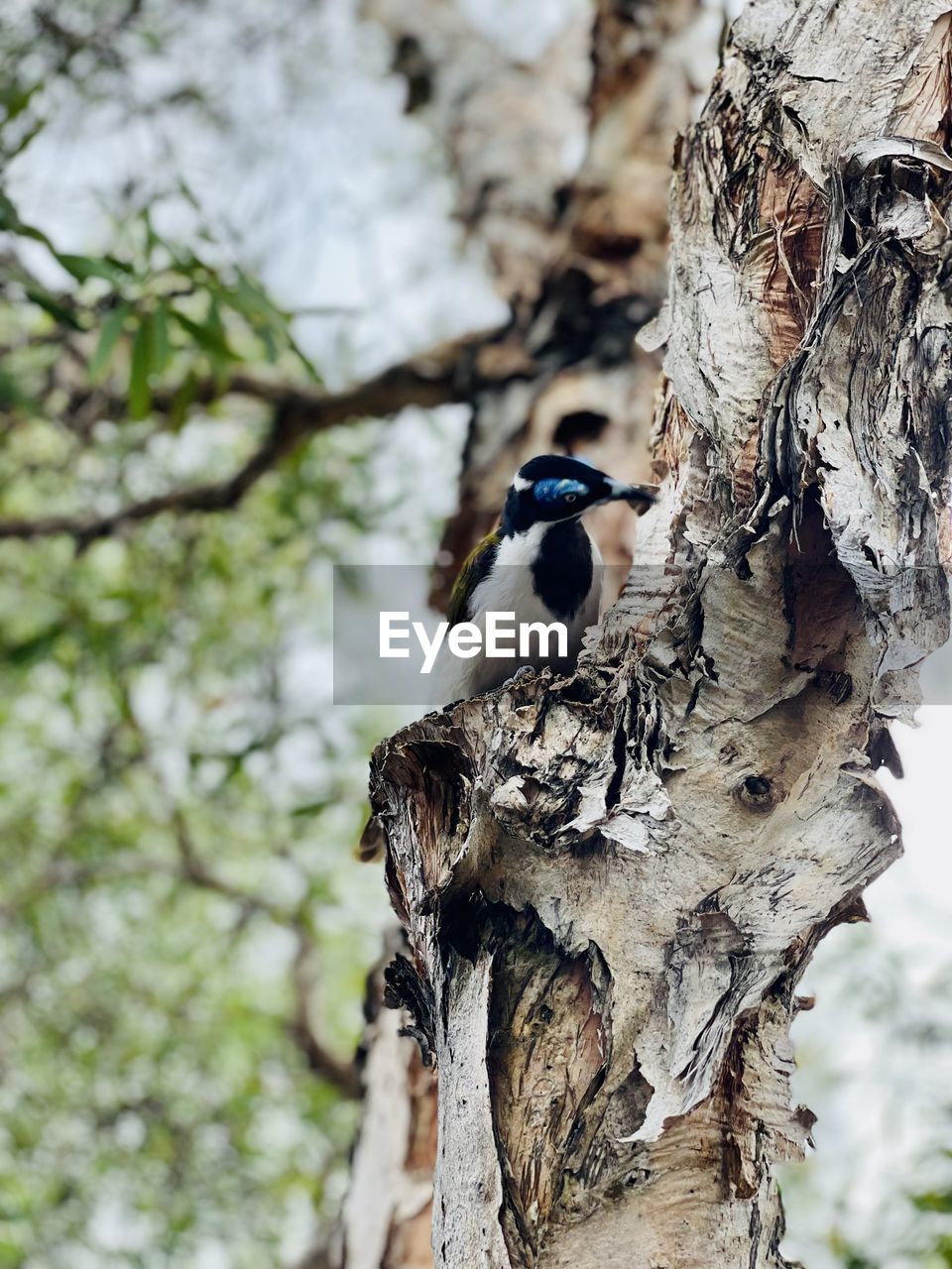 tree, animal themes, animal, animal wildlife, wildlife, bird, branch, nature, tree trunk, trunk, plant, one animal, perching, focus on foreground, no people, spring, woodpecker, day, outdoors, wood, plant bark, beauty in nature, full length, flower