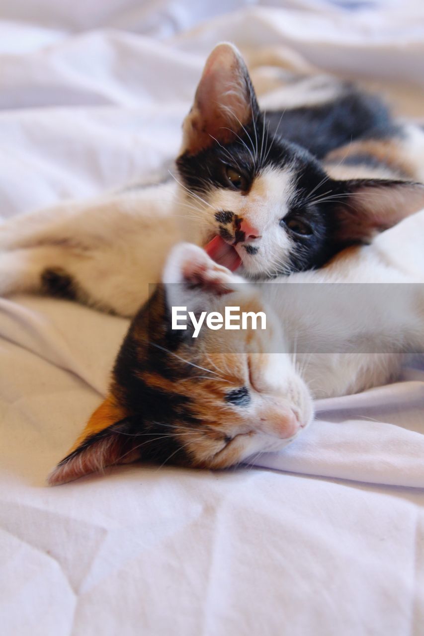 Close-up of cat resting on bed