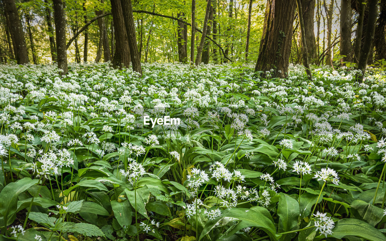 Flowering plants and trees in forest in spring