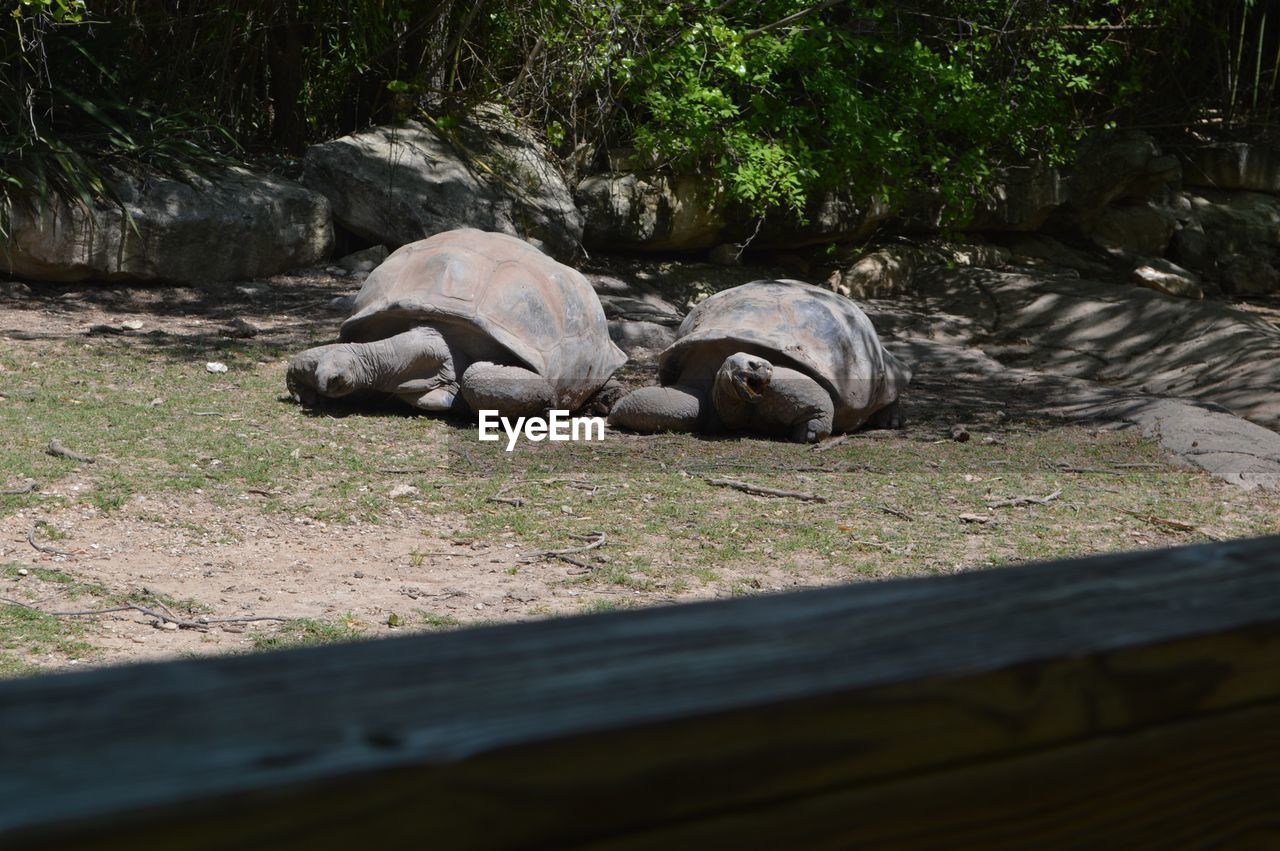 Turtles in zoo
