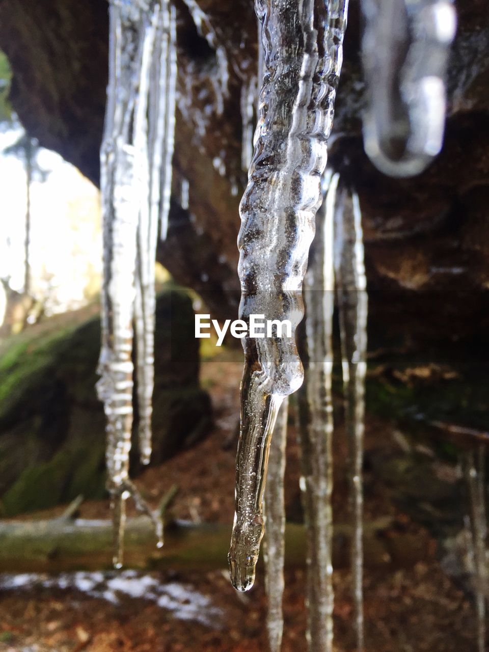 CLOSE-UP OF ICICLES ON TREE TRUNK