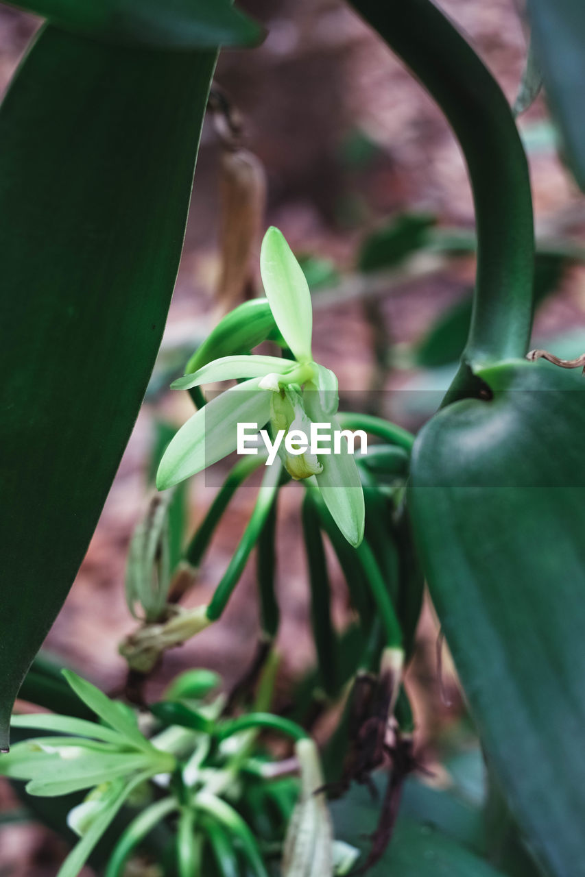 CLOSE-UP OF FRESH GREEN POTTED PLANT