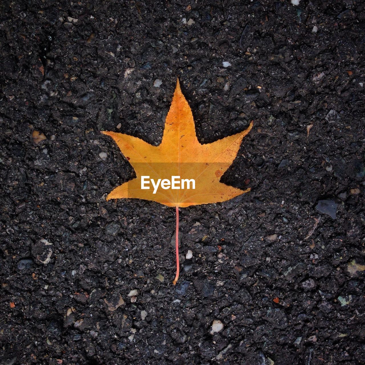 Close-up of yellow maple leaf