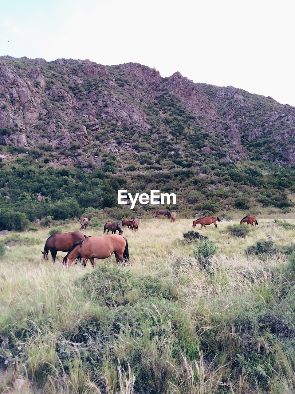HORSES GRAZING ON FIELD AGAINST MOUNTAINS