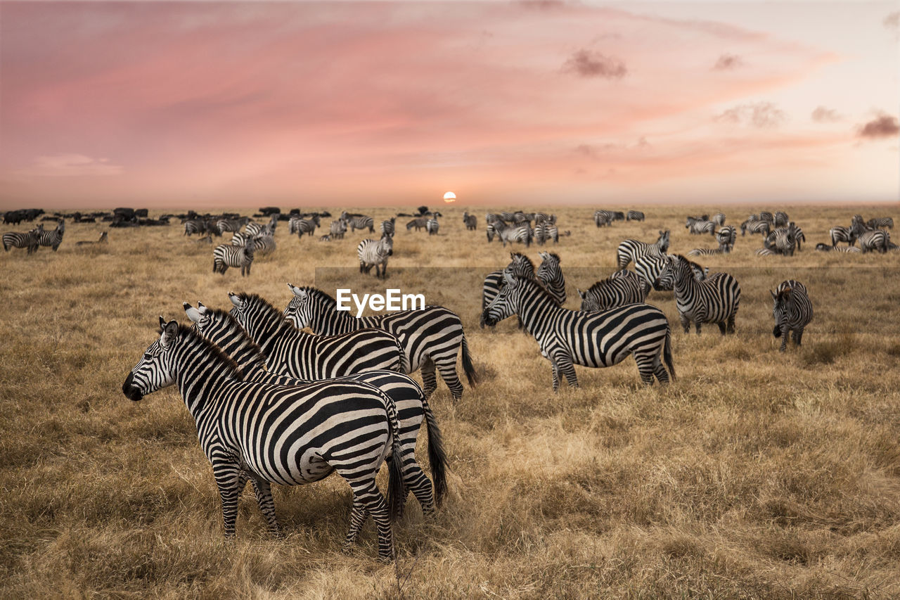 Zebras on land against sky during sunrise