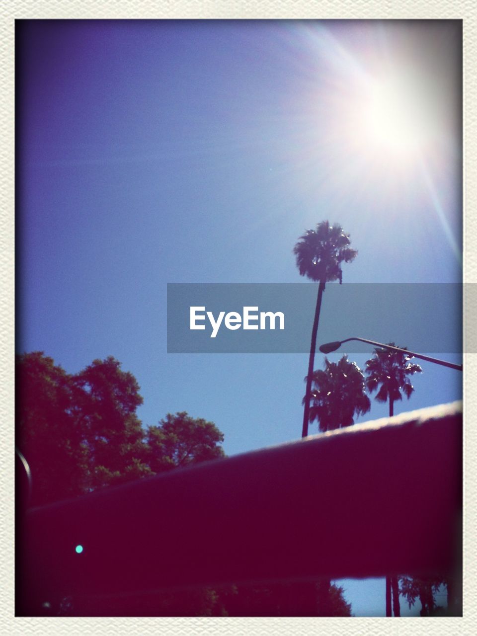 LOW ANGLE VIEW OF TREES AGAINST CLEAR SKY