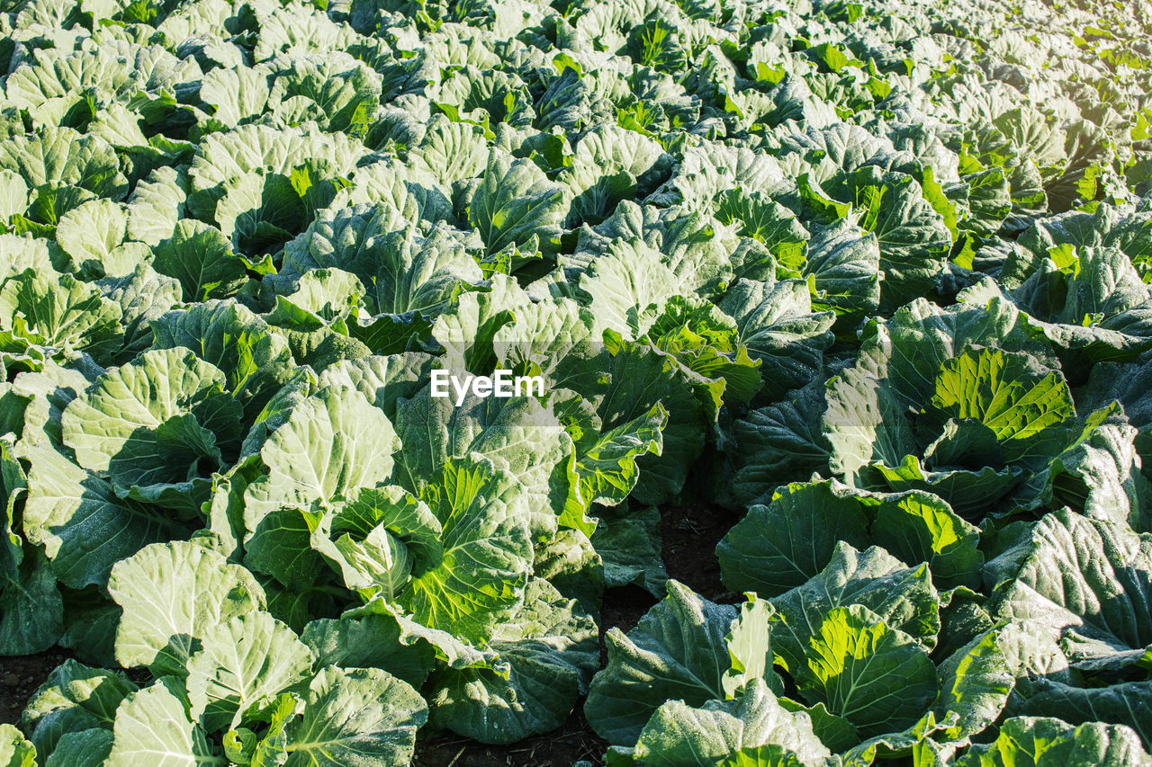 Full frame shot of fresh green plants