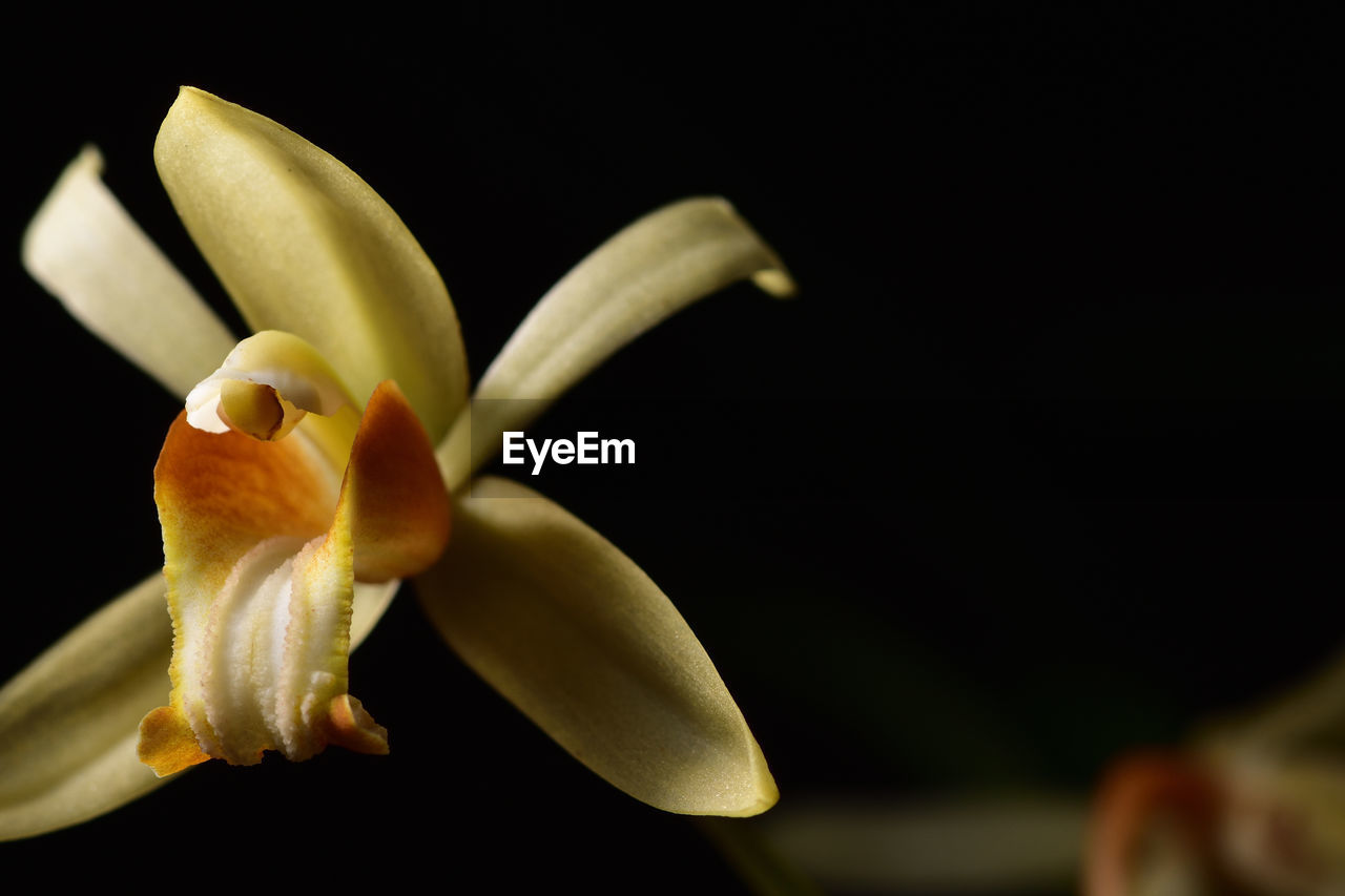 CLOSE-UP OF YELLOW FLOWERING PLANT