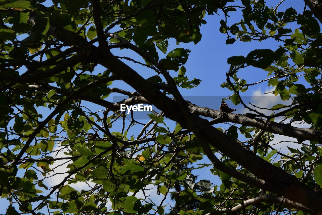 LOW ANGLE VIEW OF TREES AGAINST CLEAR SKY