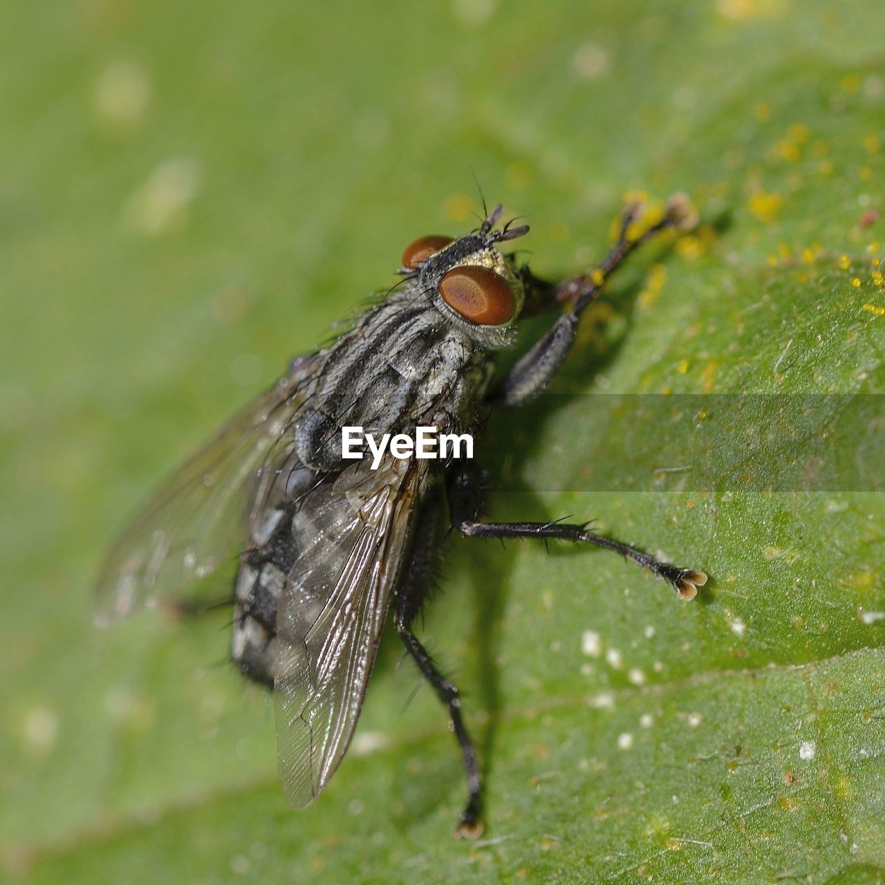 CLOSE-UP OF HOUSEFLY ON LEAF