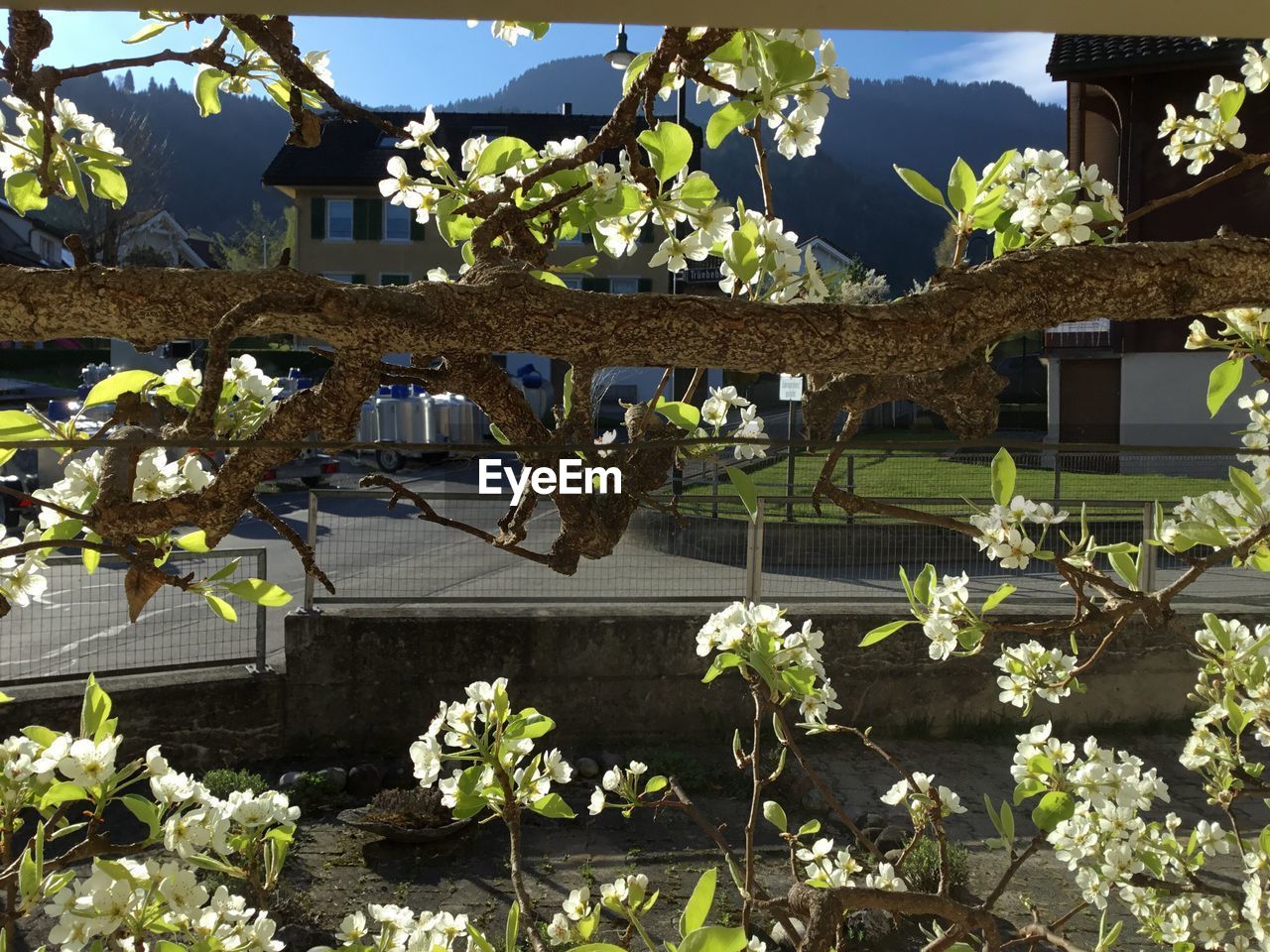 CLOSE-UP OF A TREE WITH FLOWERS AGAINST BLURRED BACKGROUND