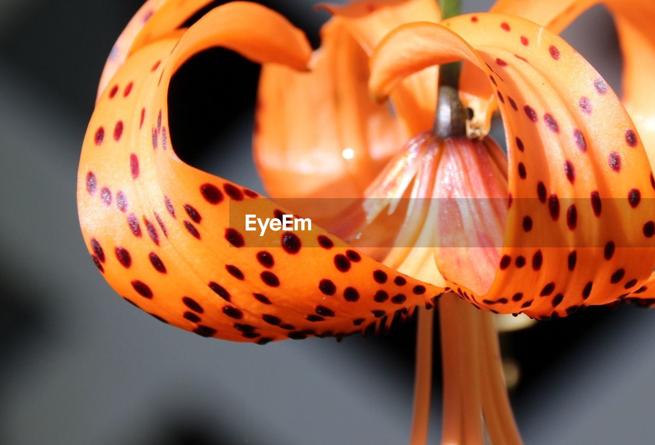 Close-up of orange flower