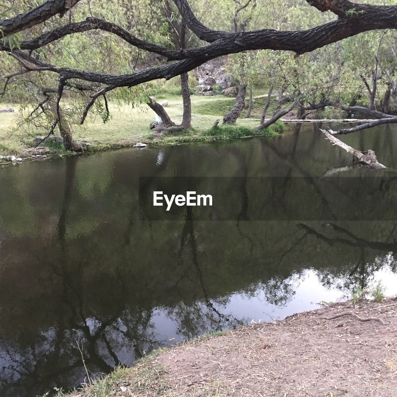 CLOSE-UP OF BRANCHES OVER WATER