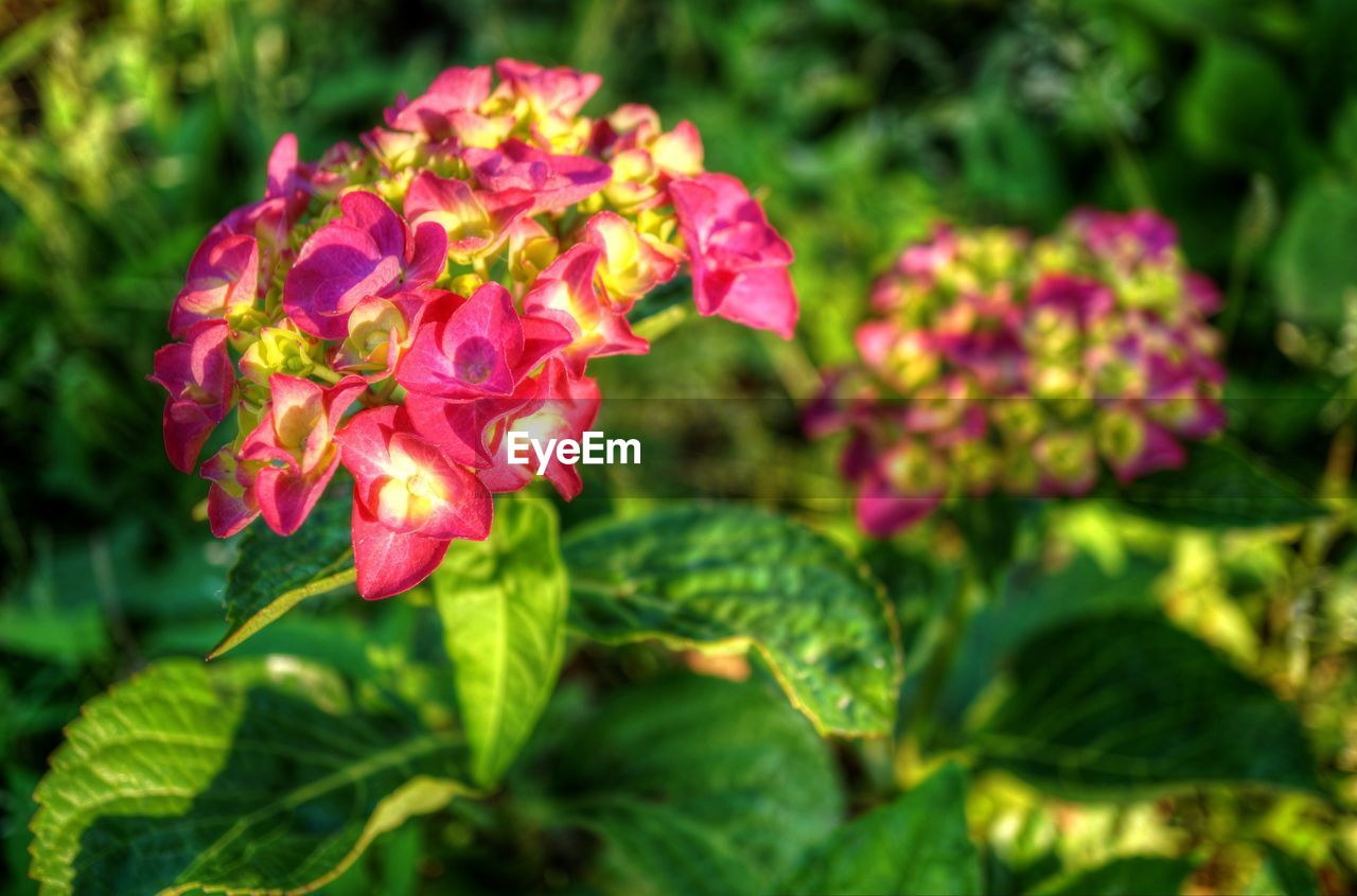 CLOSE-UP OF PINK FLOWER BLOOMING