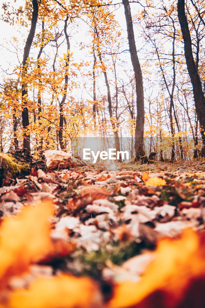 SURFACE LEVEL OF TREES IN AUTUMN