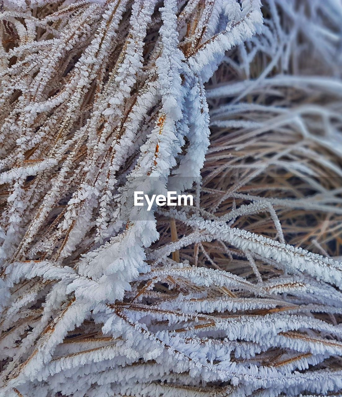 CLOSE-UP OF FROZEN TREE