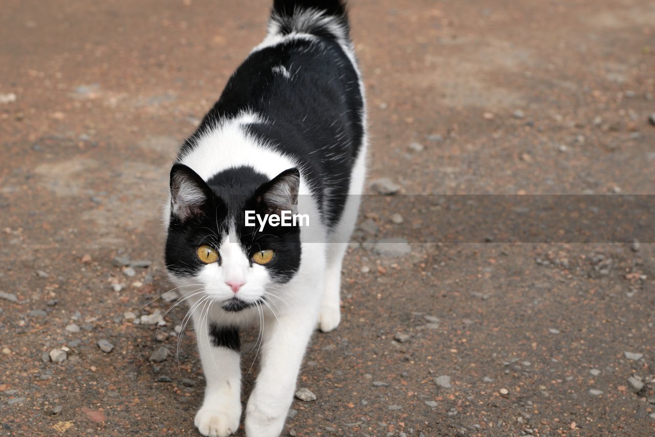 HIGH ANGLE VIEW PORTRAIT OF CAT