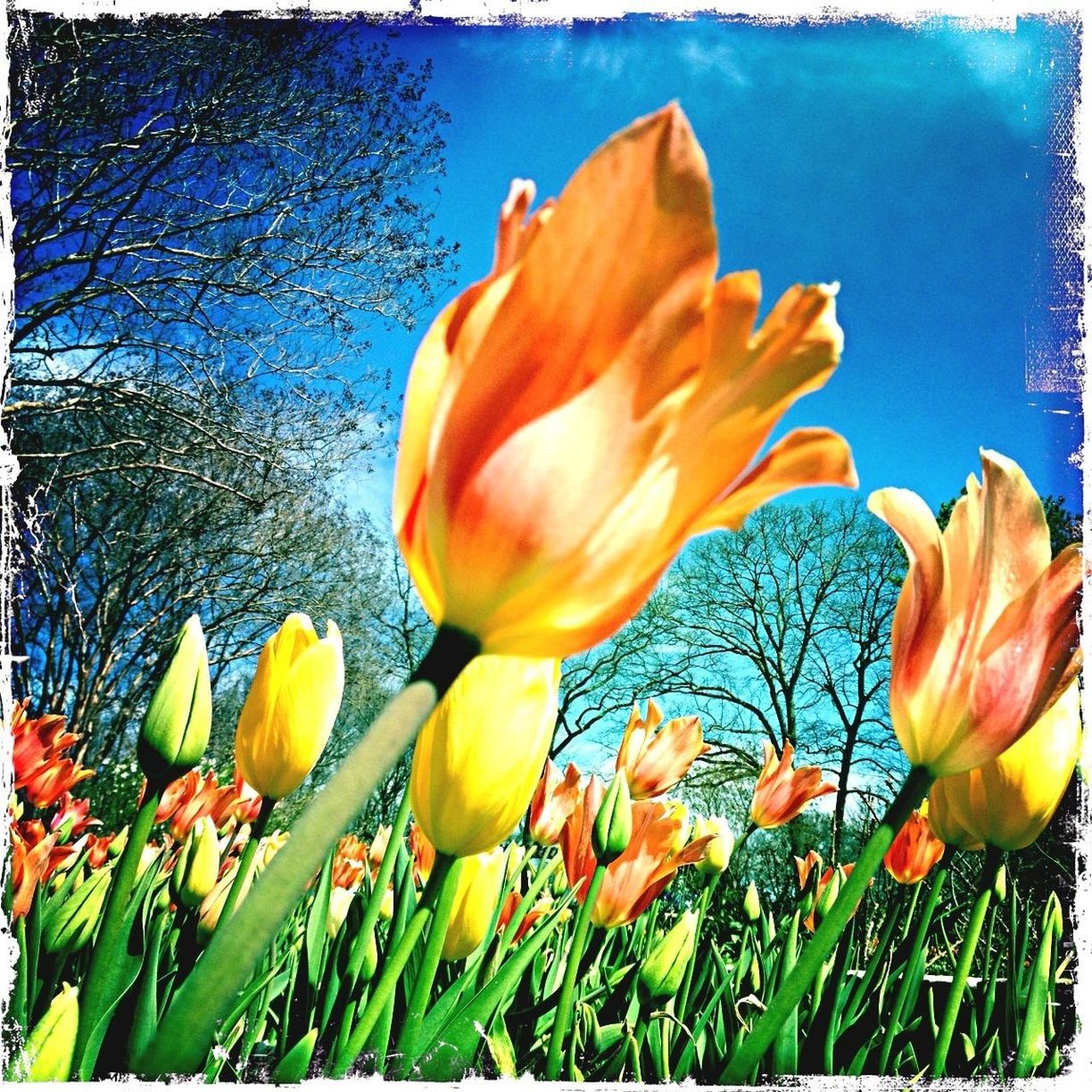 plant, flower, flowering plant, beauty in nature, freshness, nature, fragility, growth, petal, flower head, tulip, inflorescence, close-up, no people, auto post production filter, transfer print, outdoors, day, yellow, springtime, sky, orange color, botany, blossom, grass