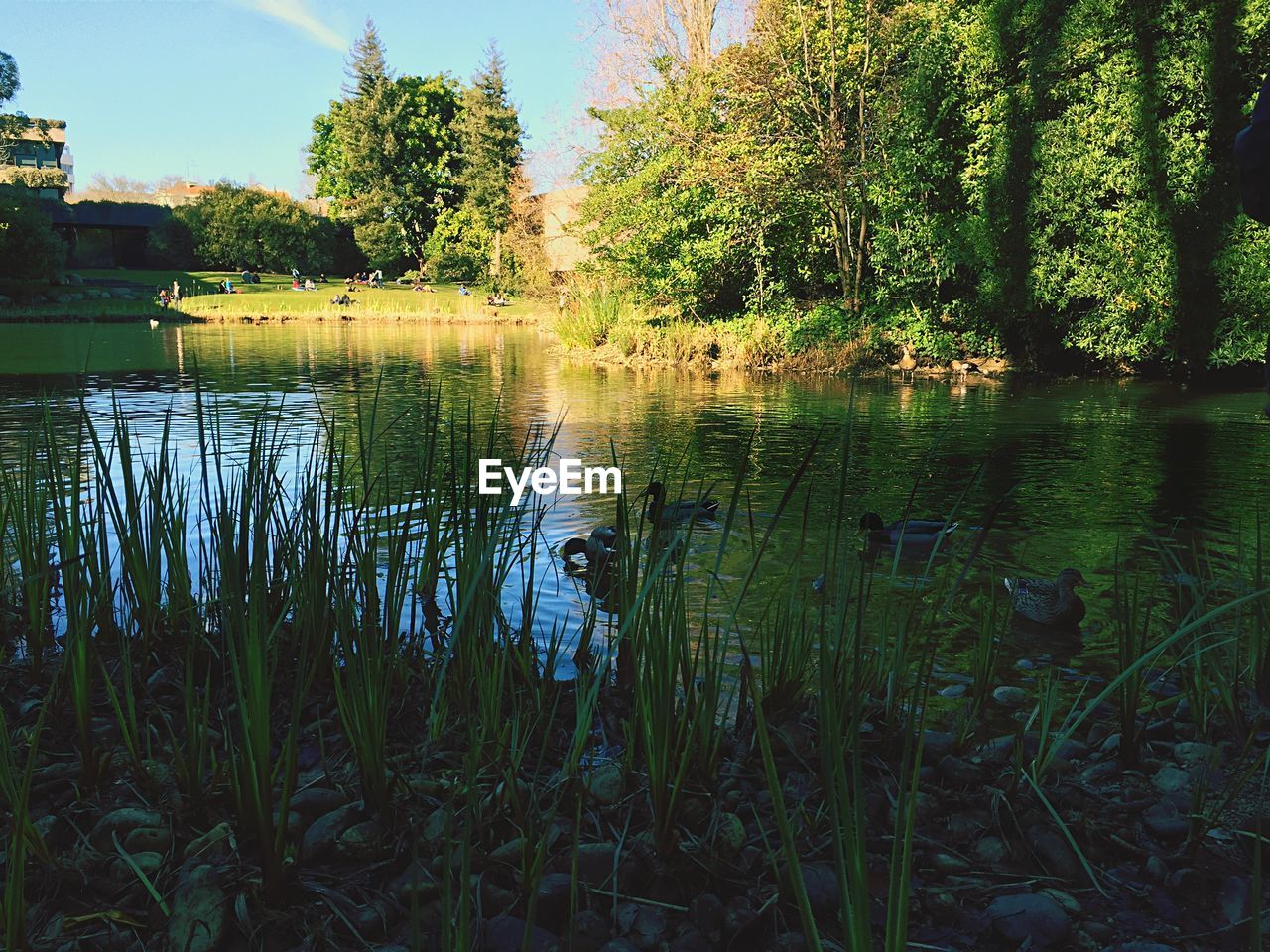 Trees by pond