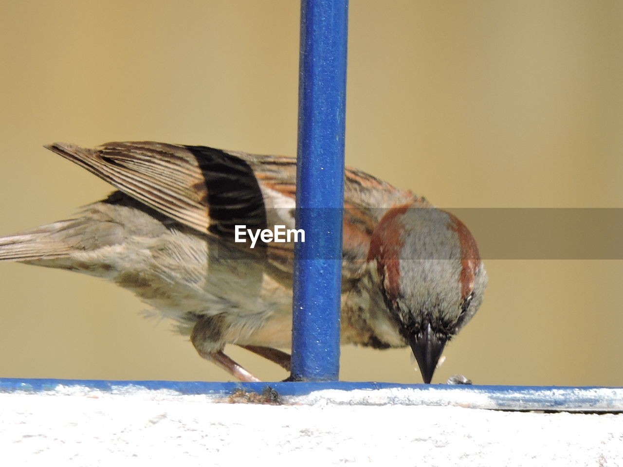 CLOSE-UP OF BIRD PERCHED