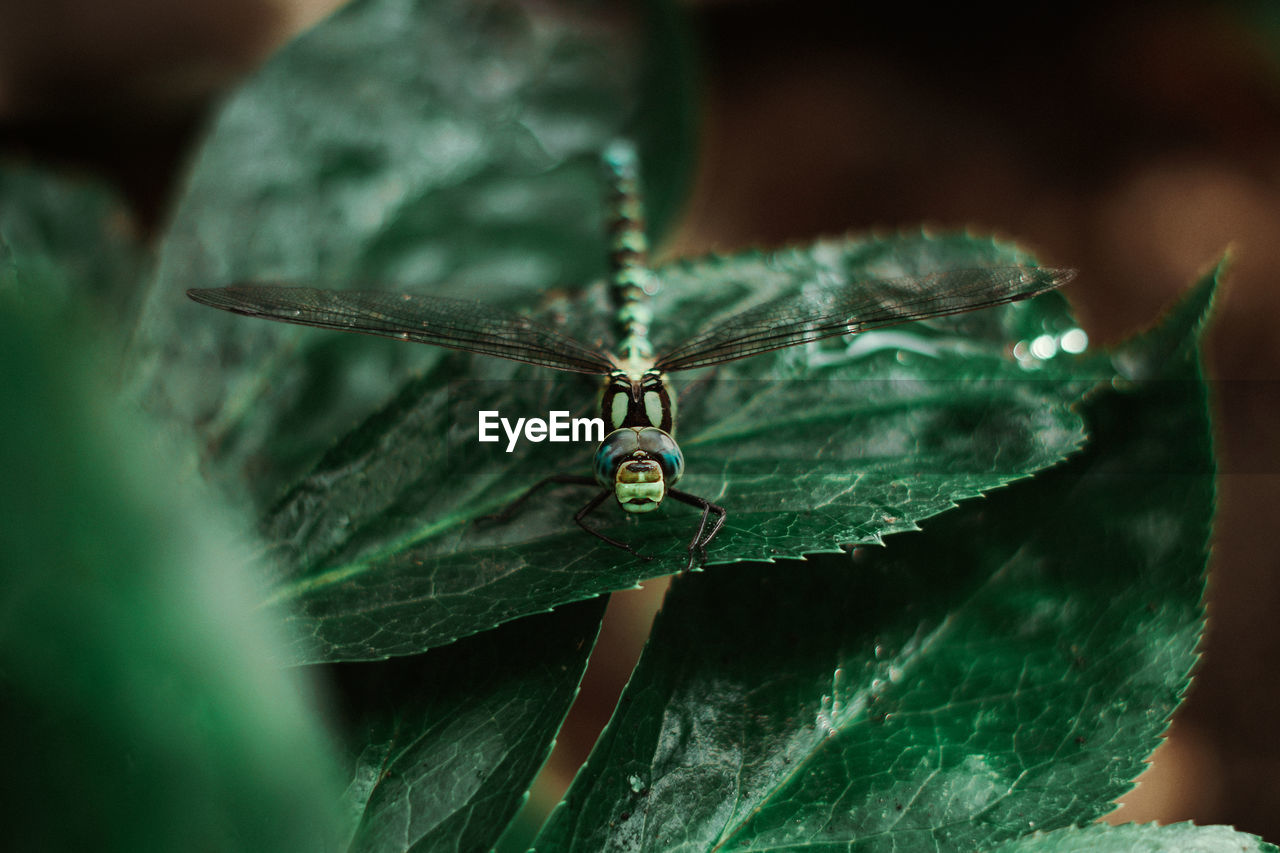 CLOSE-UP OF INSECT ON PLANT