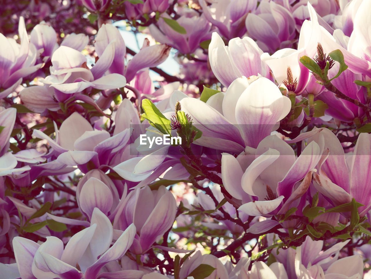 CLOSE-UP OF FLOWERS