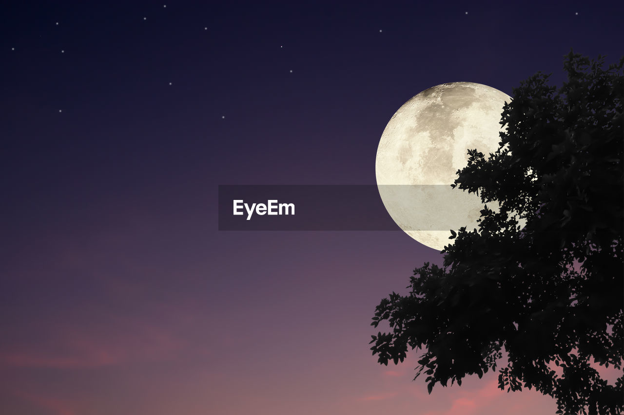 Low angle view of tree against sky at night