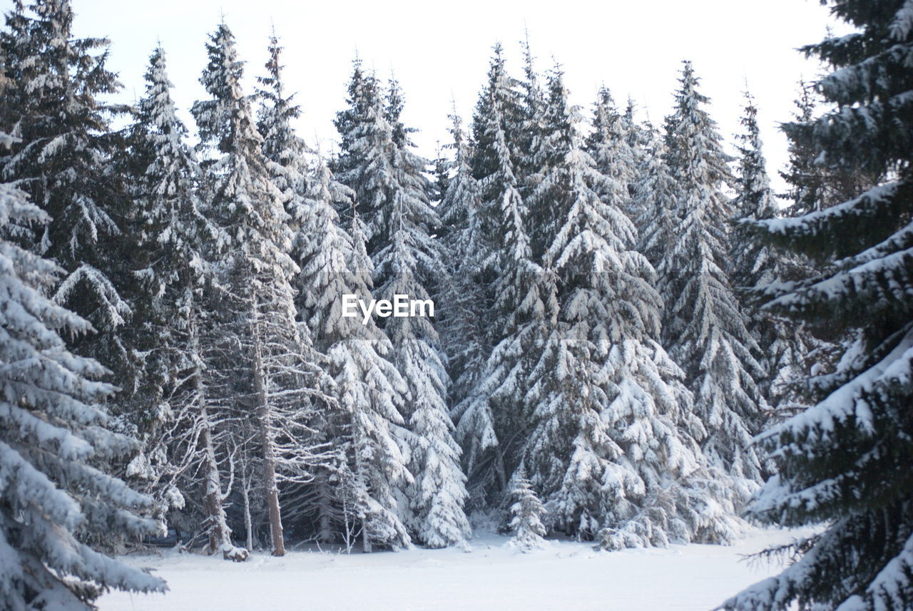 PINE TREES IN SNOW COVERED FOREST