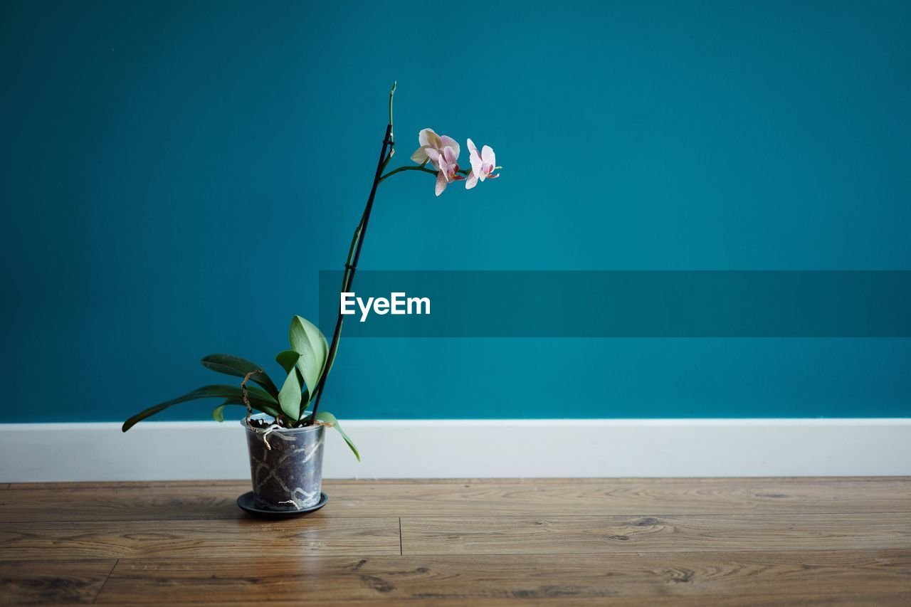 Close-up of potted plant on hardwood floor against blue wall