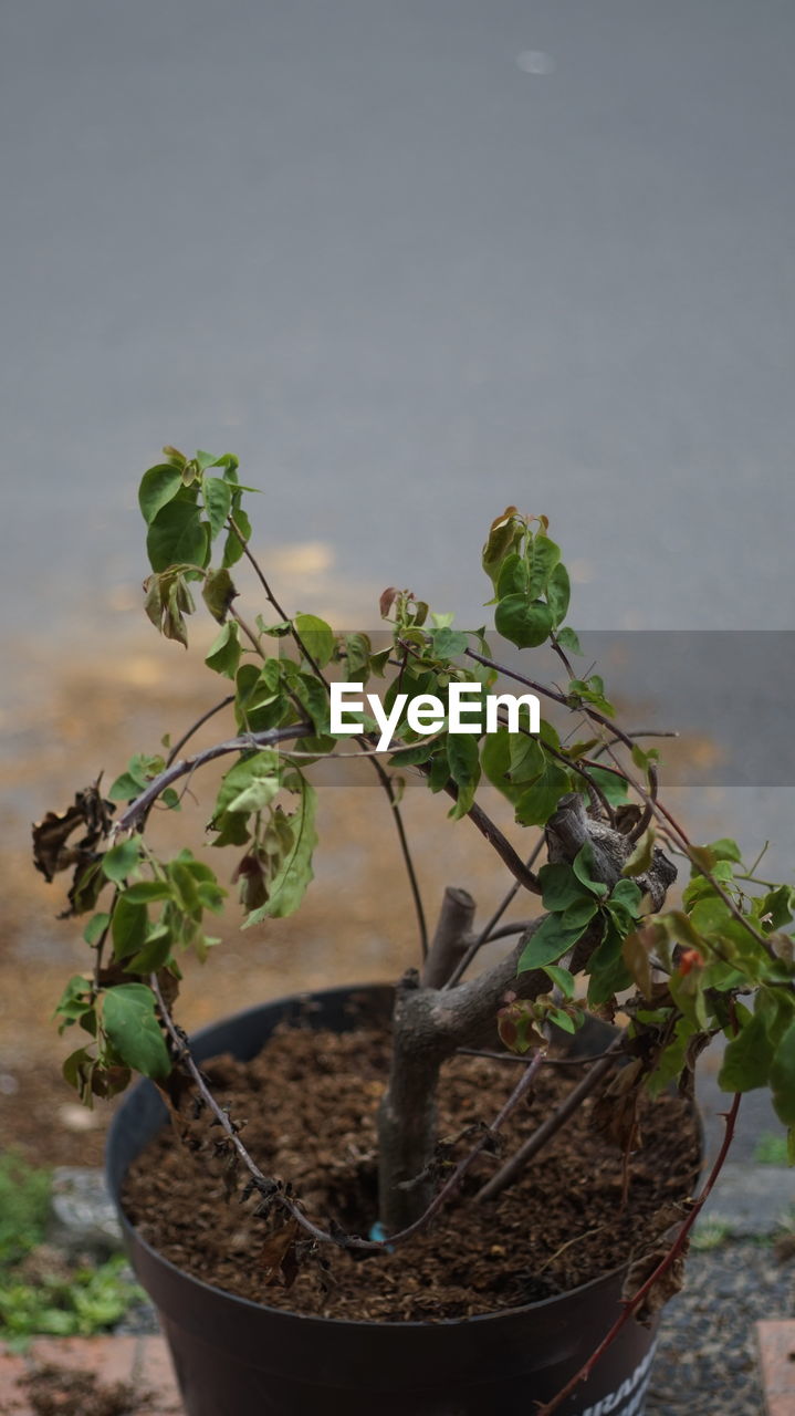 CLOSE-UP OF POTTED PLANTS