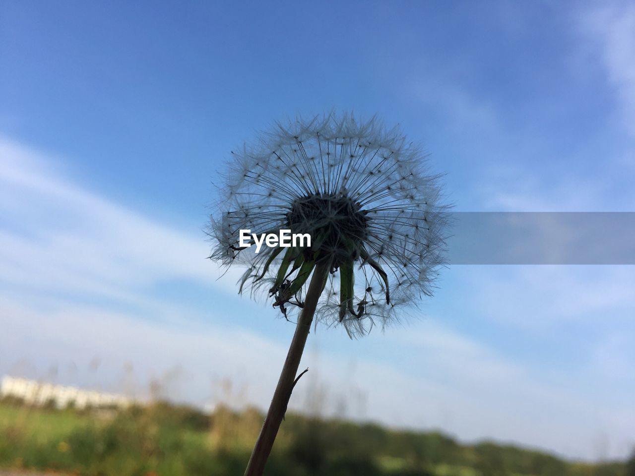 Close-up of dandelion flower