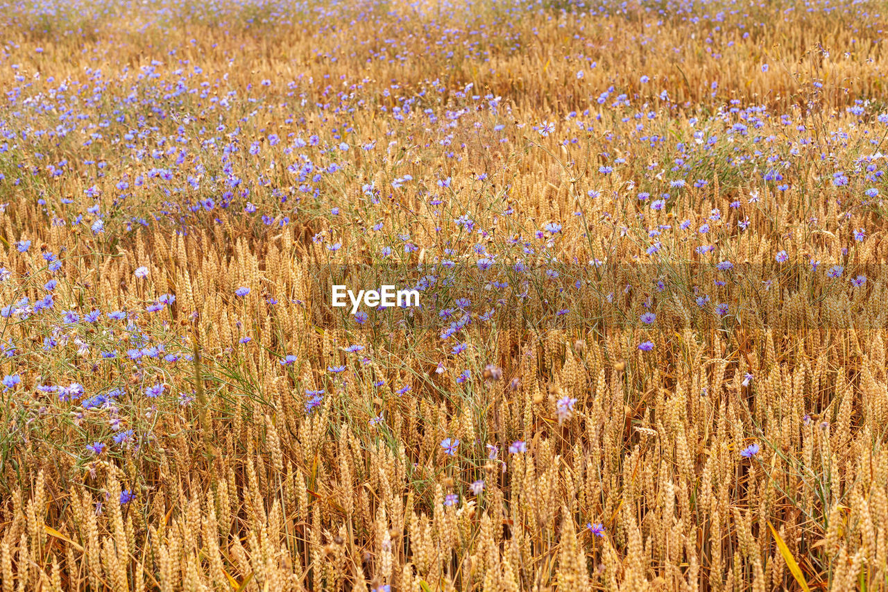 Corn field with cornflower blue