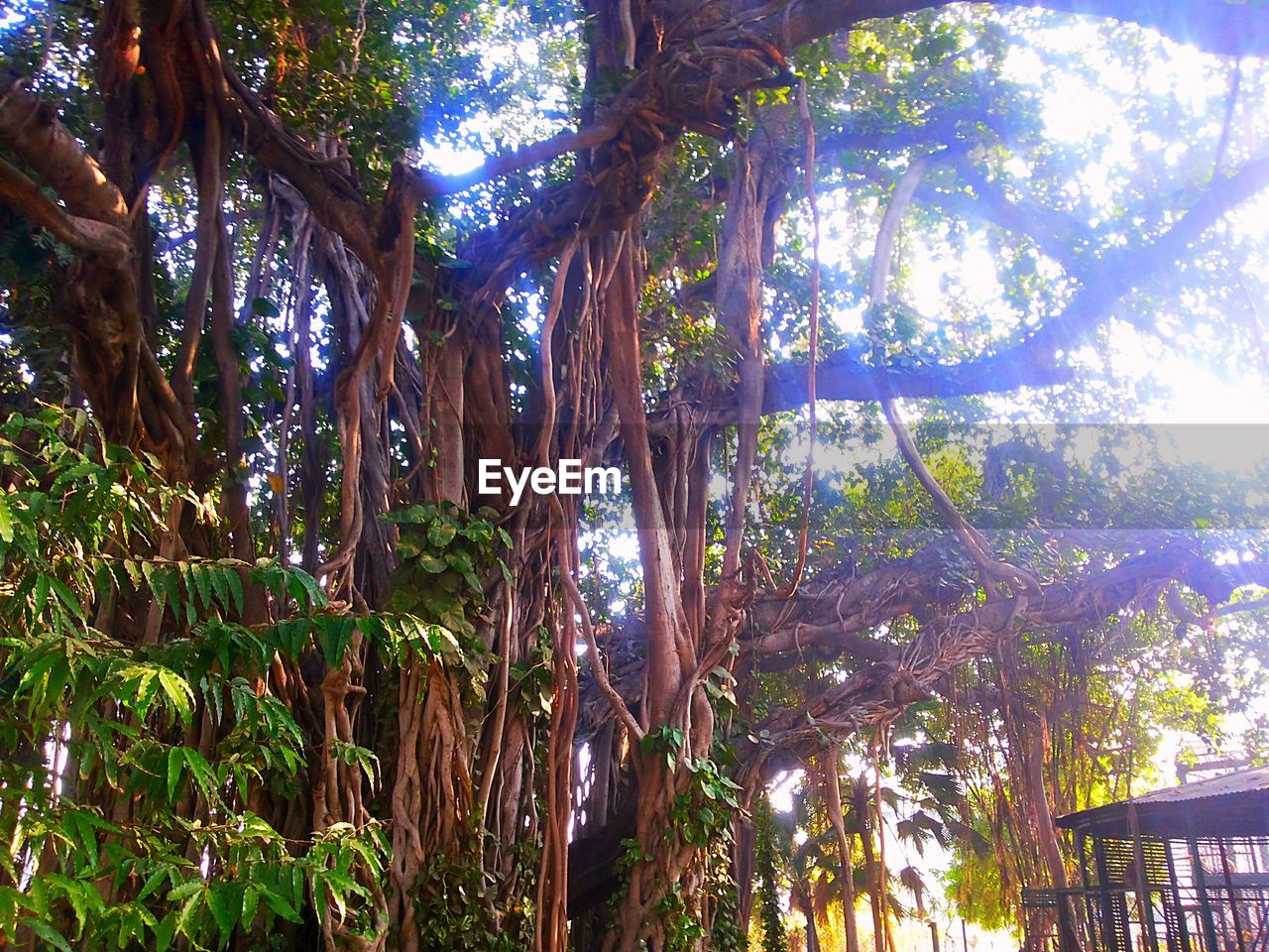 LOW ANGLE VIEW OF TREES IN FOREST