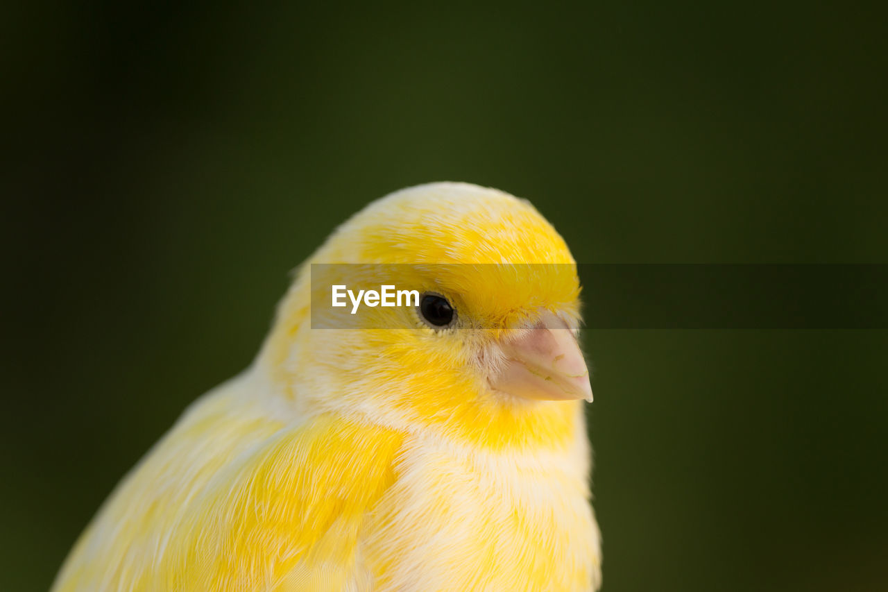 CLOSE-UP OF A BIRD AGAINST BLACK BACKGROUND