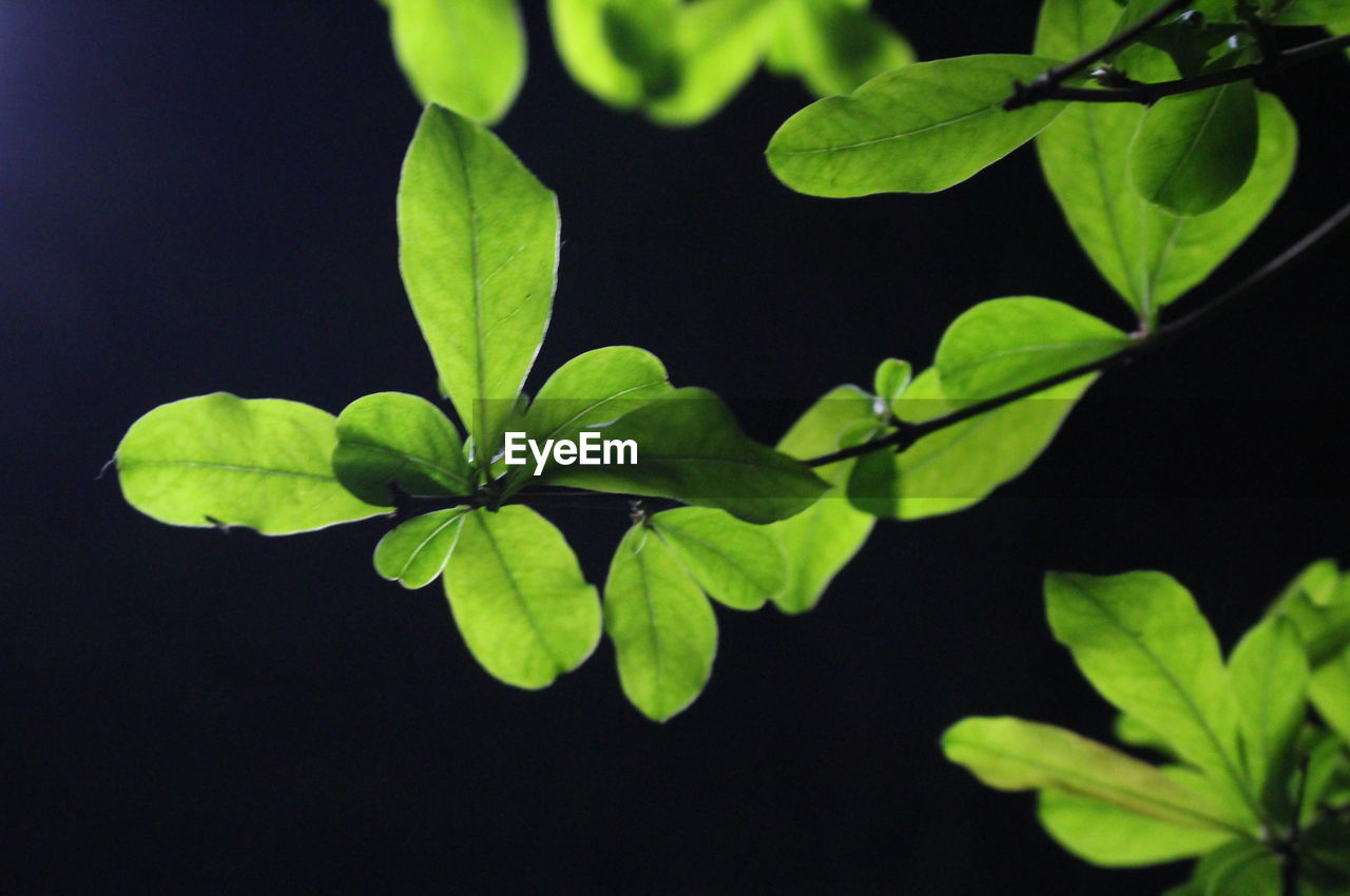 CLOSE-UP OF LEAVES ON PLANT