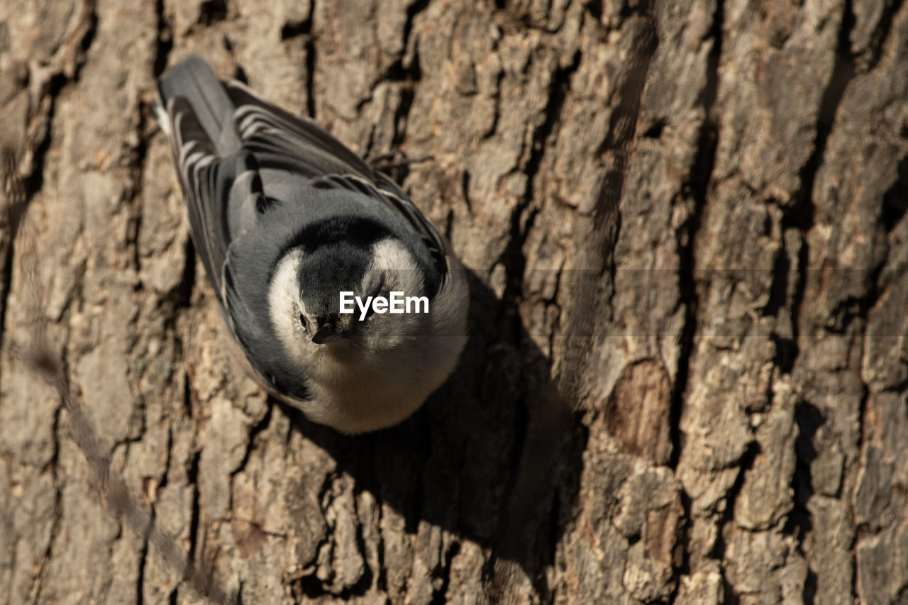 A white-breasted nuthatch, sitta carolinensis