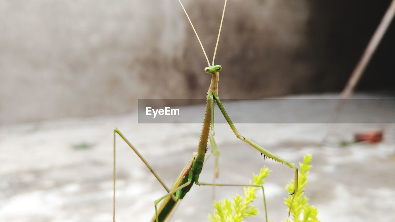 Close-up of mantis on plant