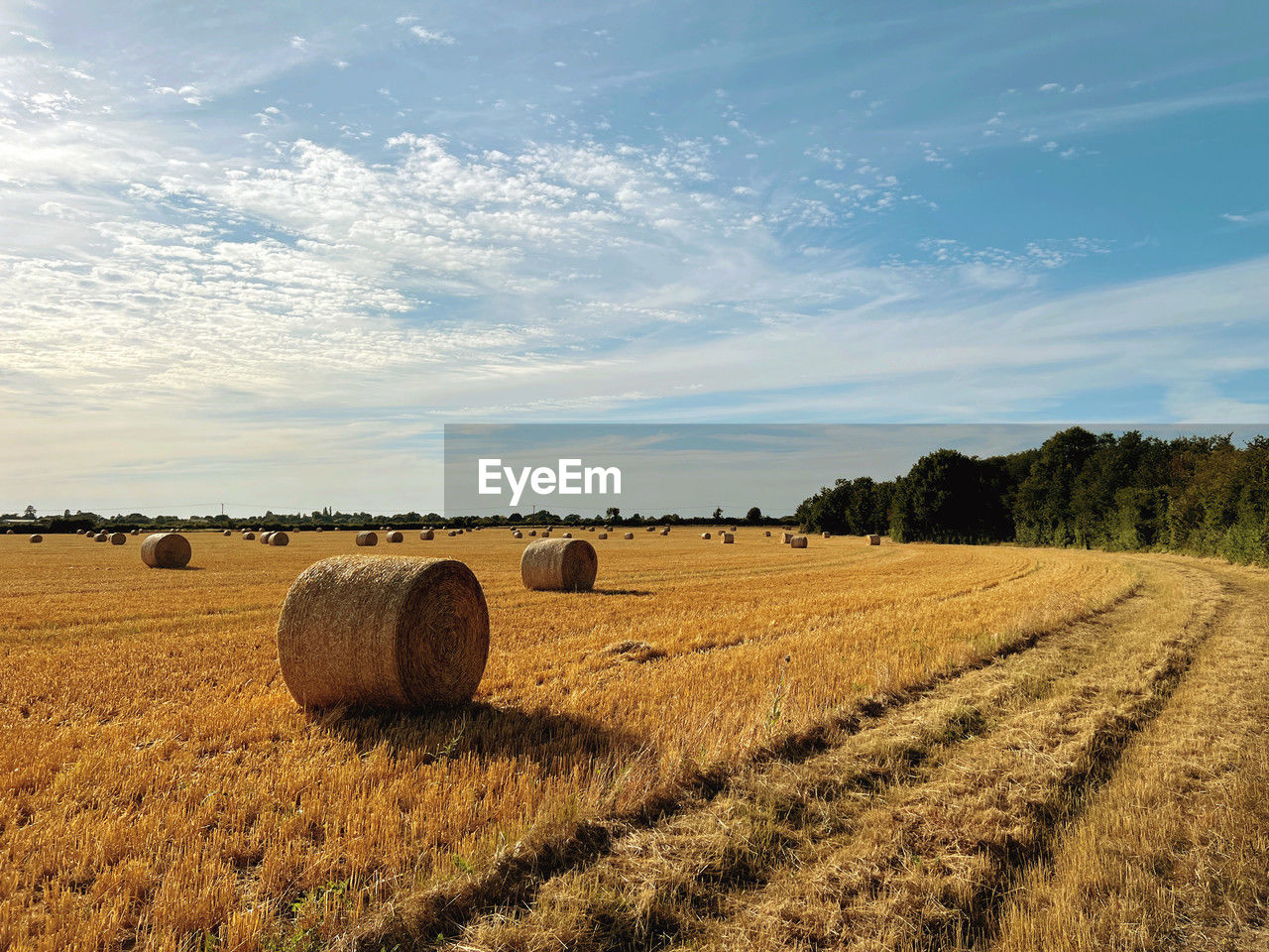 hay, bale, landscape, agriculture, field, land, rural scene, environment, sky, plant, farm, nature, crop, harvesting, scenics - nature, tranquil scene, tranquility, cereal plant, beauty in nature, cloud, soil, rolled up, plain, straw, no people, idyllic, sunlight, tree, rural area, summer, circle, corn, grassland, growth, prairie, haystack, geometric shape, harvest, outdoors, shape, grass, gold, horizon over land, horizon, day, non-urban scene, sunset, blue, meadow, in a row, food, wheat, urban skyline, brown, barley