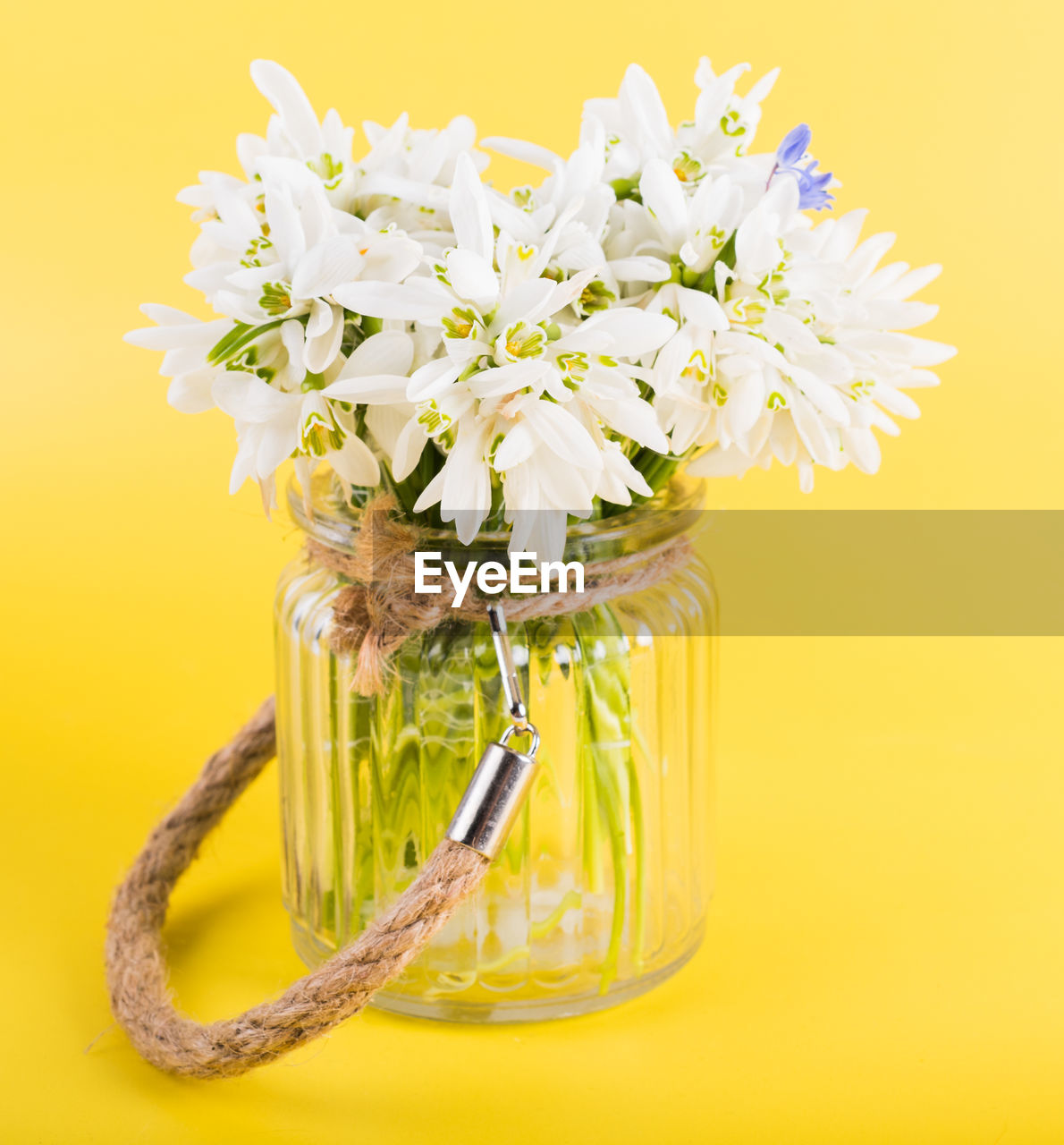 CLOSE-UP OF WHITE FLOWER IN VASE