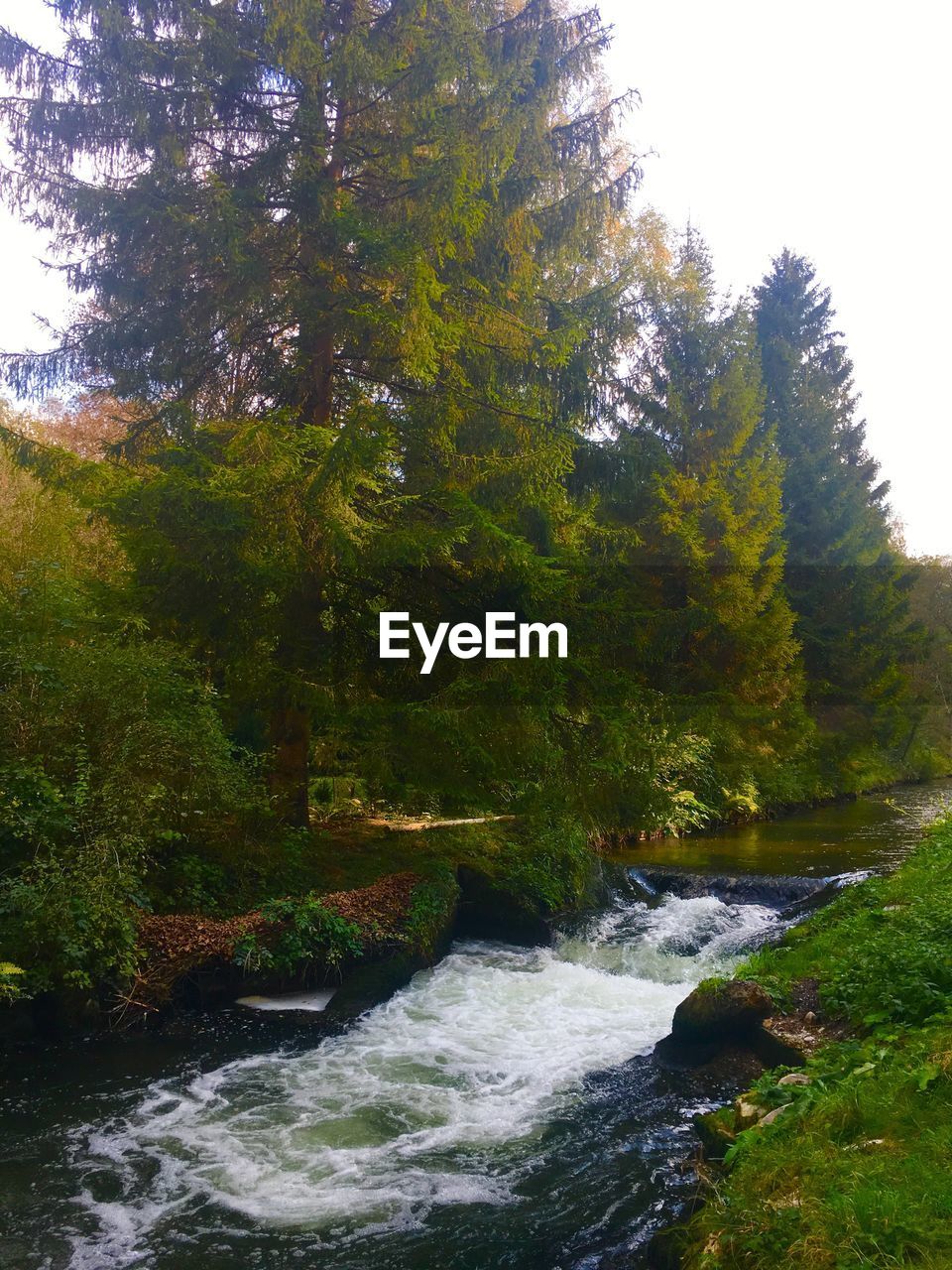 RIVER FLOWING AMIDST TREES IN FOREST AGAINST SKY