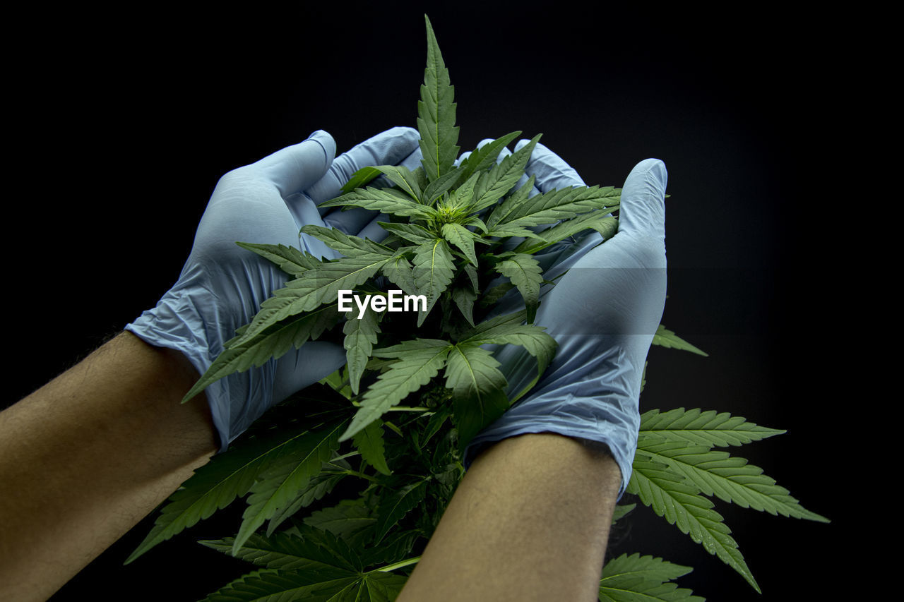 CLOSE-UP OF HAND HOLDING LEAF OVER BLACK BACKGROUND