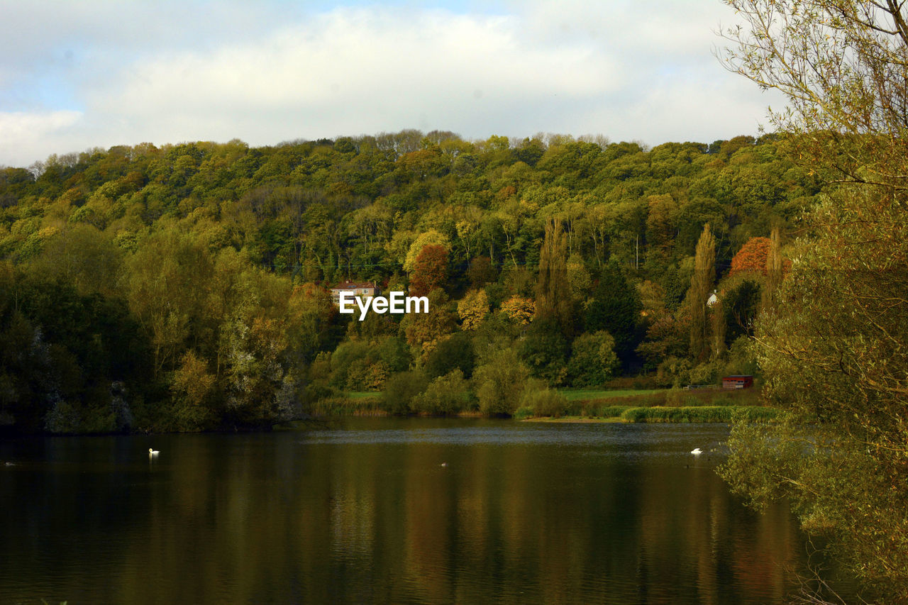 TREES ON LAKE AGAINST SKY