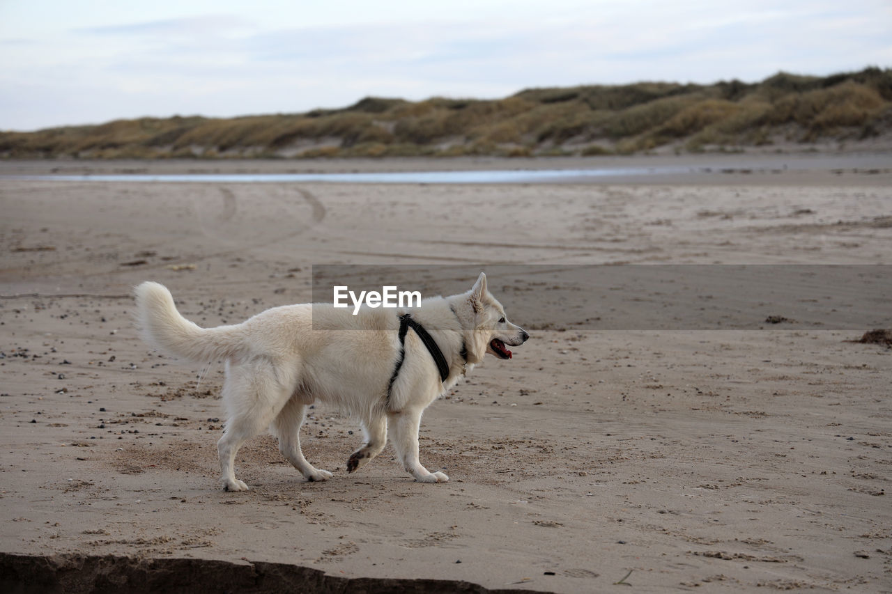 View of dog standing on beach in denmark