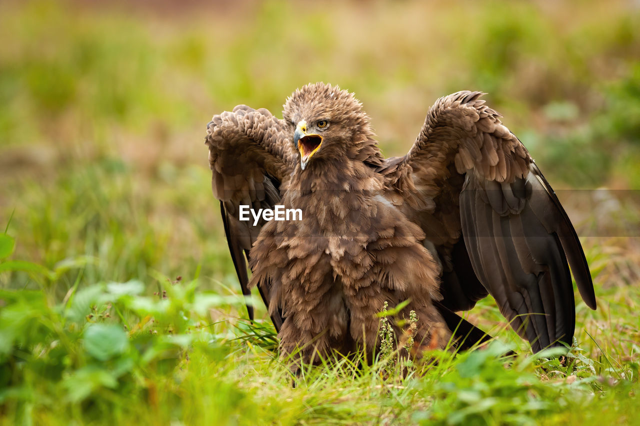 CLOSE-UP OF A BIRD