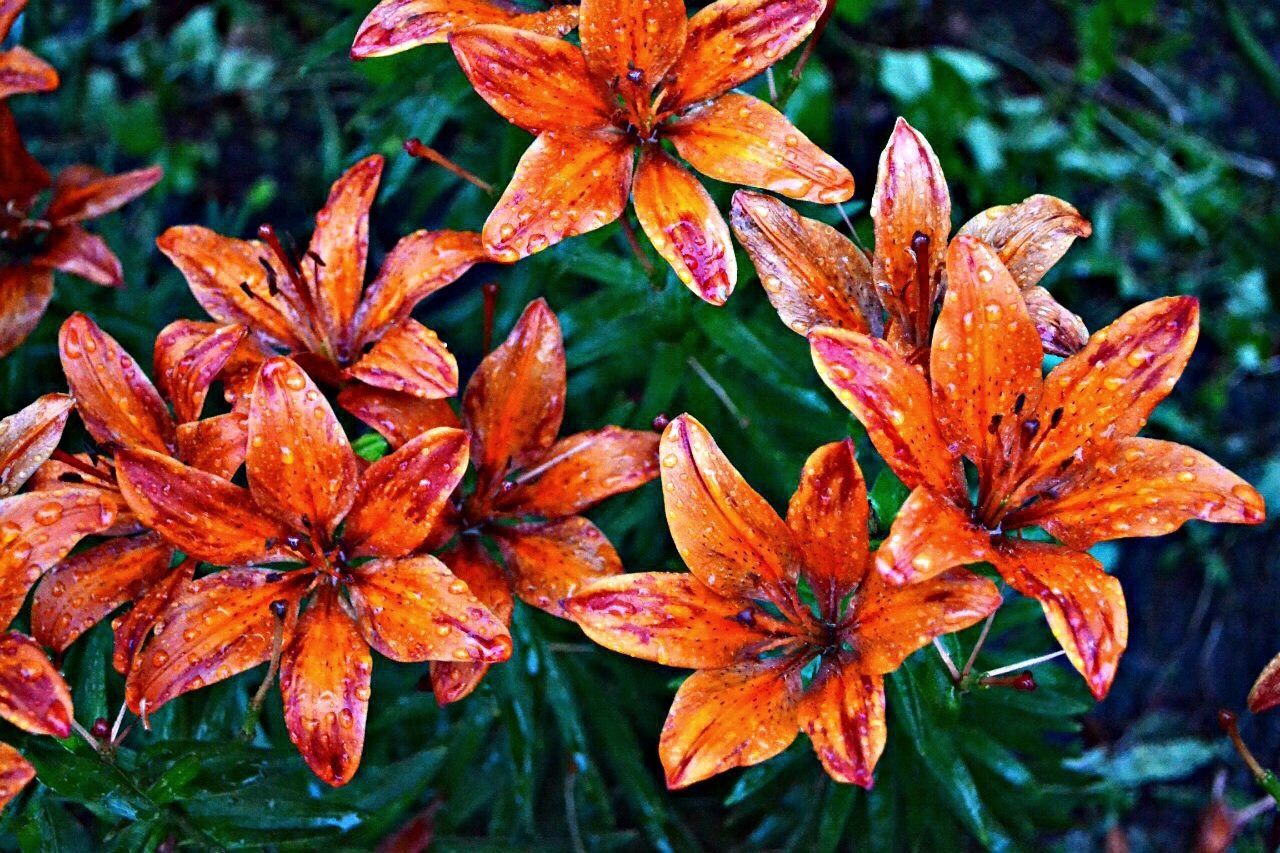 Directly above shot of wet orange flowers on field
